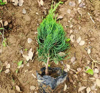 绿化工程小龙柏 全意绿化苗木批发 根系多 小龙柏种植基地