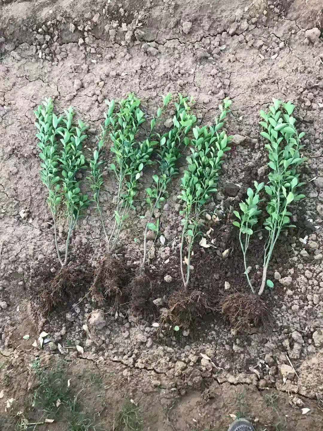 工程绿化牵牛 大量批发绿化牵牛