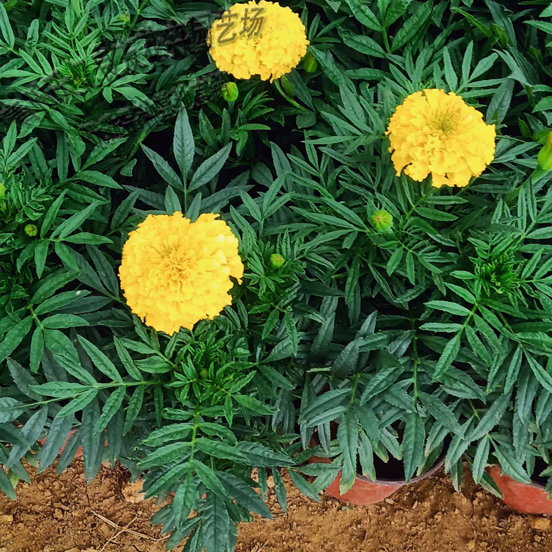 万寿菊花苗量大价优 万寿菊基地常年批发 观赏植物万寿菊