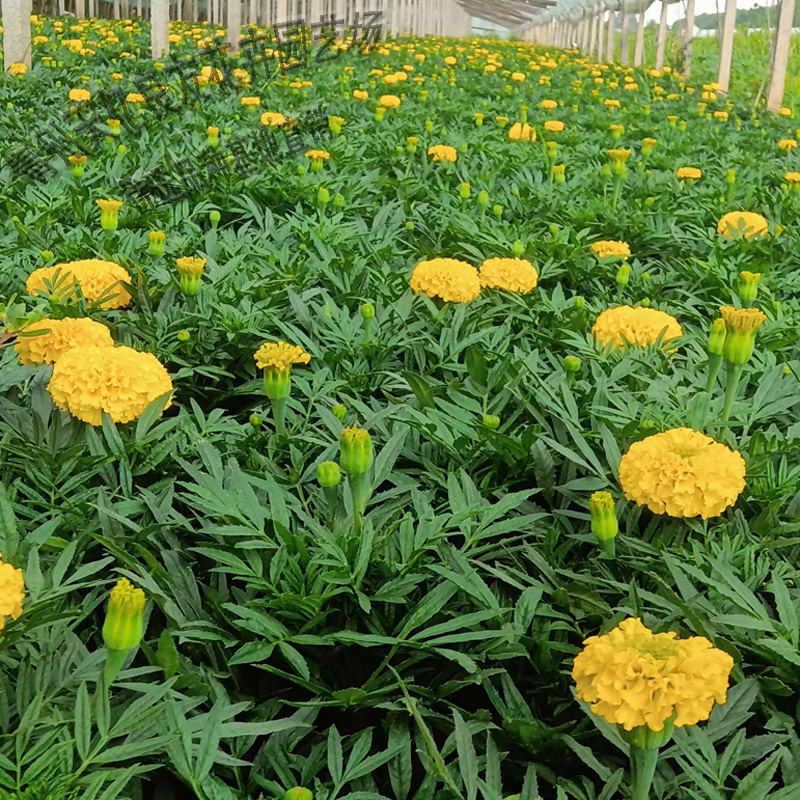 景观花卉草花万寿菊 节庆组摆观赏万寿菊 天亿良友 苗圃供应无中间商