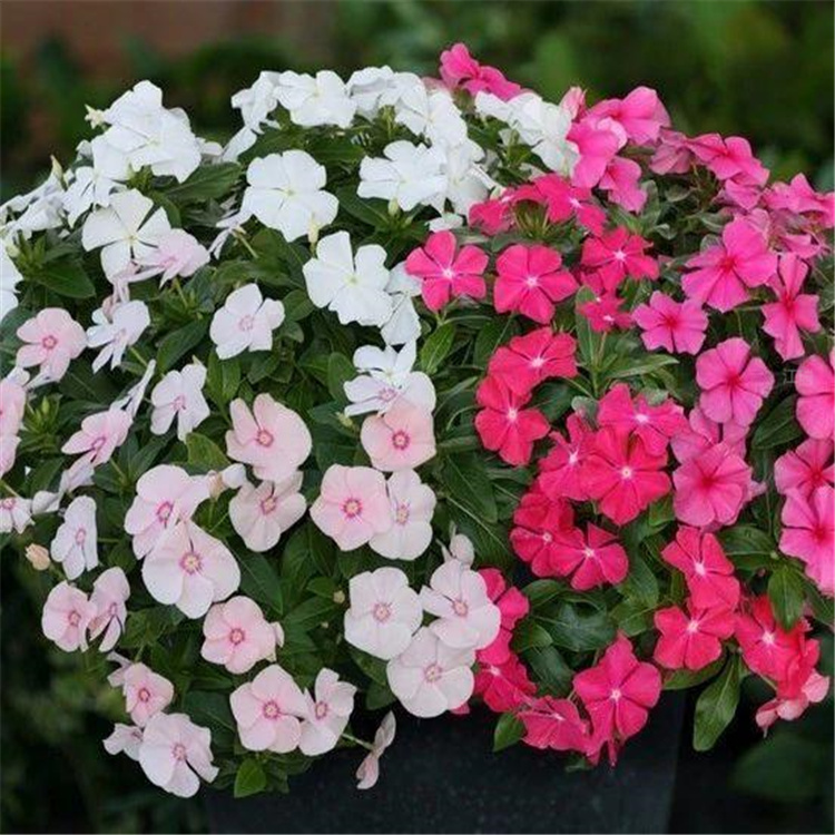 天天开花箱种植花卉 花海花卉长春花苗 花期长 易养易成活