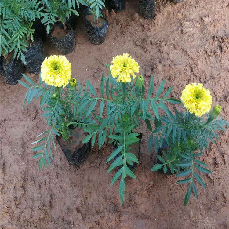 万寿菊花海景观摆放花卉 万寿菊楼盘绿化摆放花卉 欢迎致电咨询