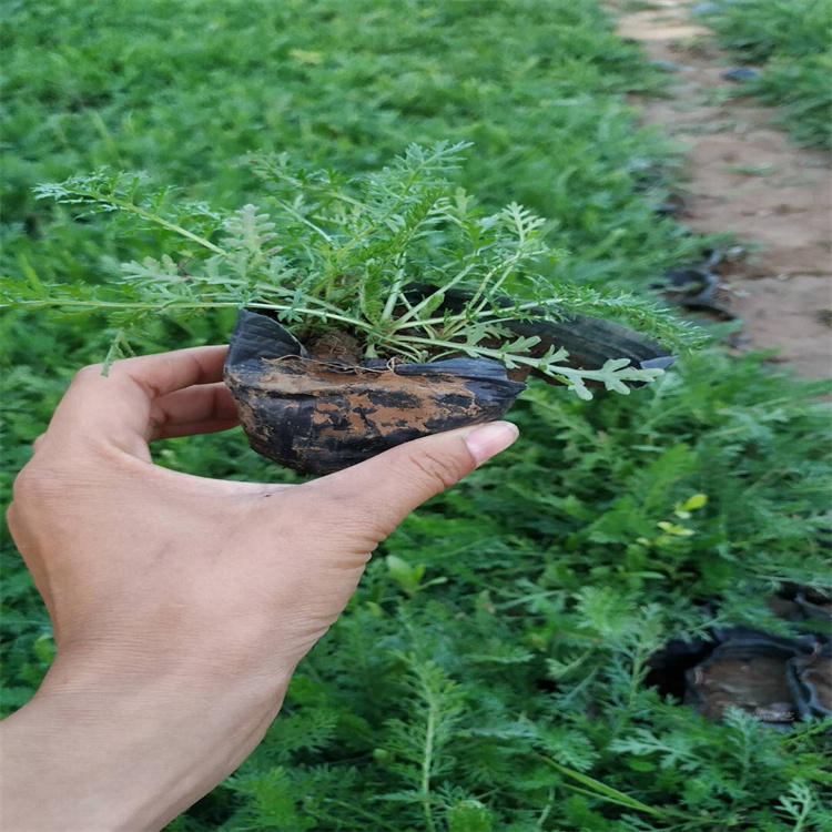 上海蓍草盆苗现货 蓍草农户批发 蓍草绿化植物精选厂家
