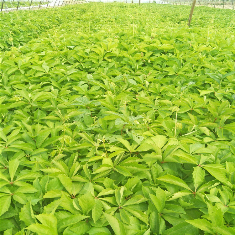 五叶地锦花坛布景植物 五叶地锦产地价格 藤本植物基地