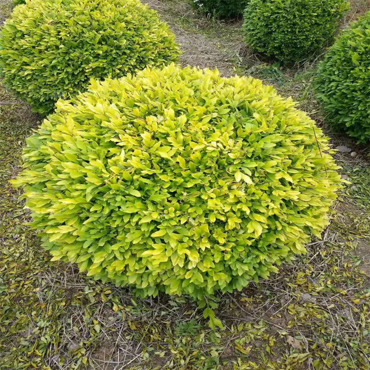 水蜡小苗绿化基地 金叶水蜡农户价格 绿叶水蜡量大更优惠 欢迎询价