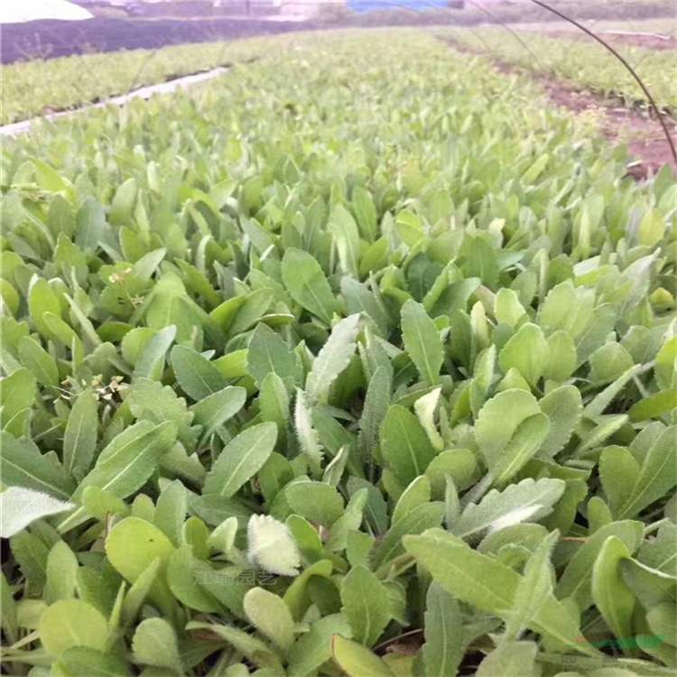 杭州天人菊产地价格 撒种天人菊花期长 成活高