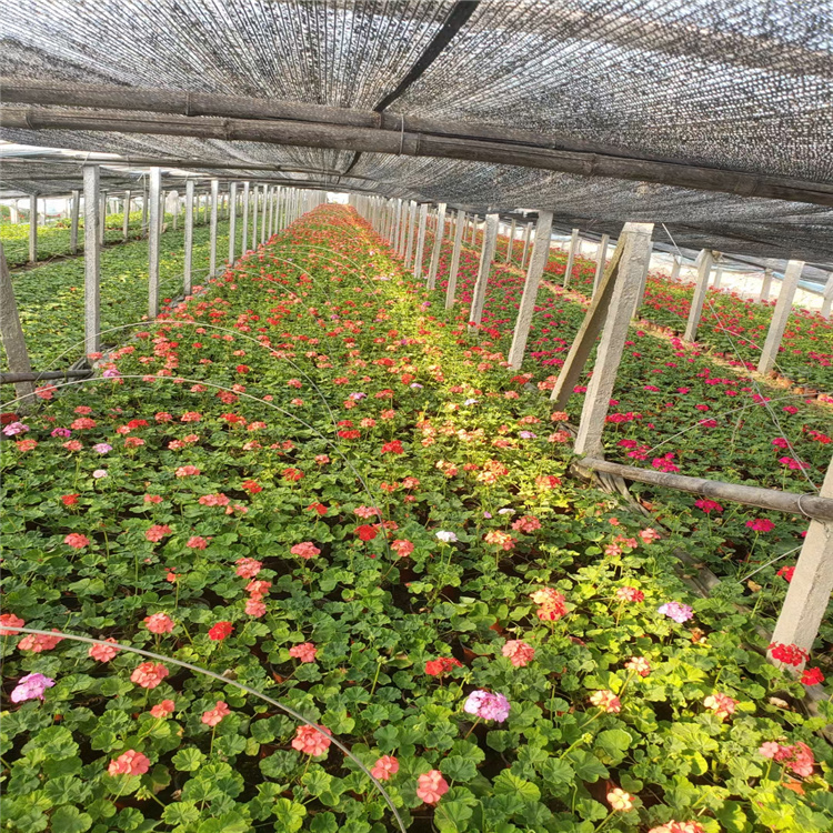天竺葵庭院摆放 阳台种植 楼盘绿化天竺葵适应能力强