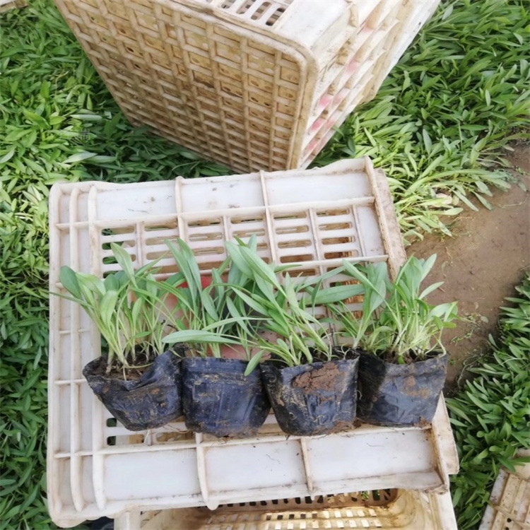 天人菊绿化小苗 天人菊绿化工程苗 天人菊可做花海景观植物