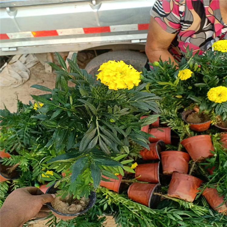 节假日组摆花卉万寿菊 十一摆放花卉万寿菊 颜色全 摆放种植均可