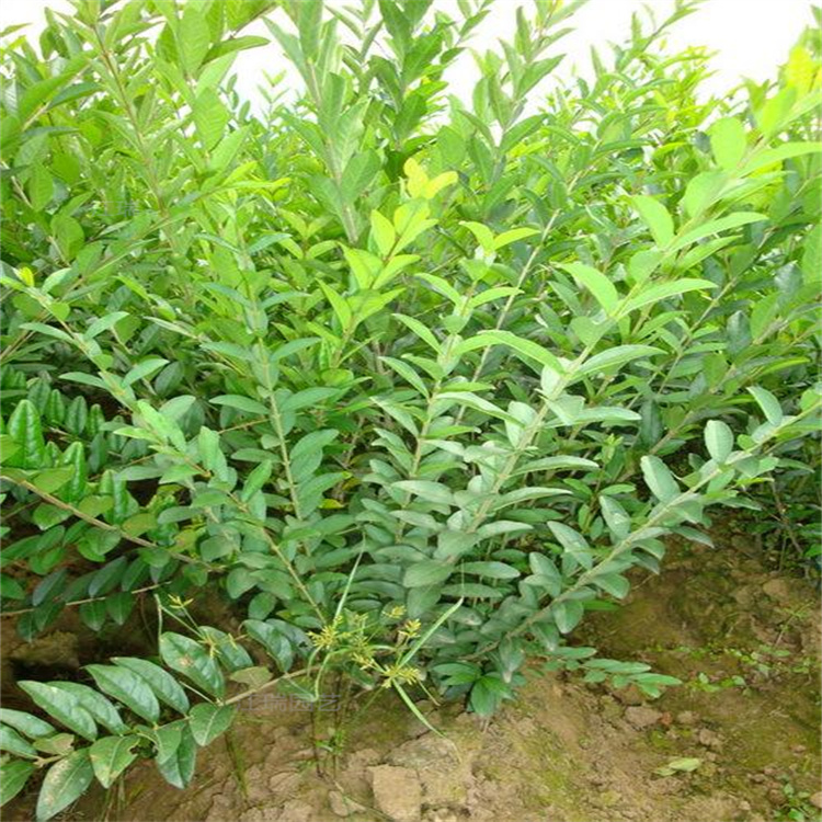 绿化苗木水蜡苗圃供应 绿叶水蜡道路绿化用苗 江瑞园艺