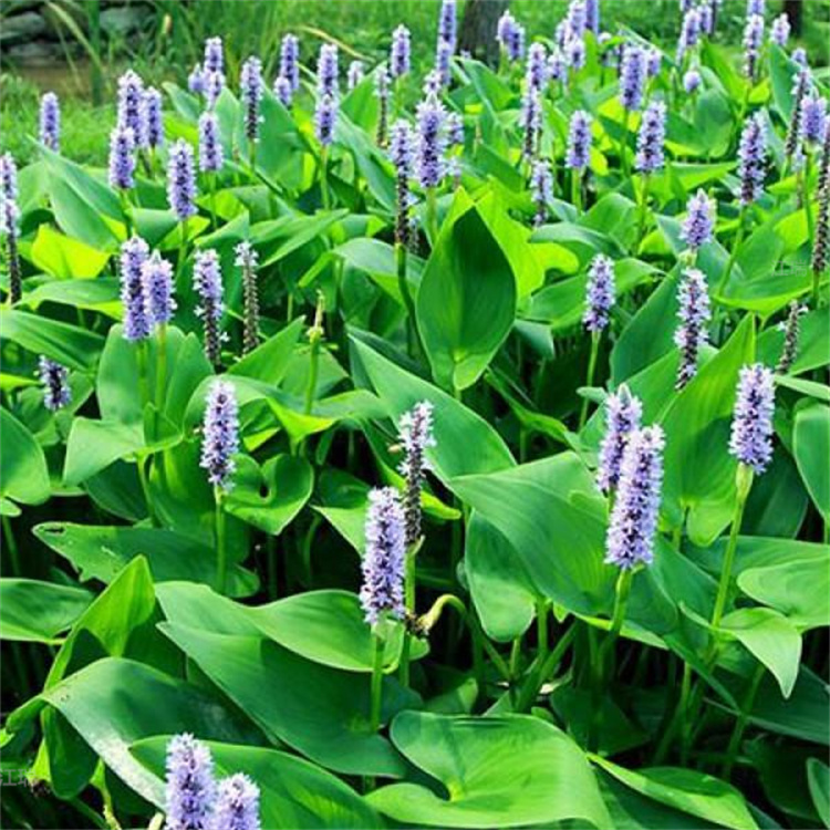 水生植物梭鱼草产地报价 梭鱼草农户价格 江瑞园艺