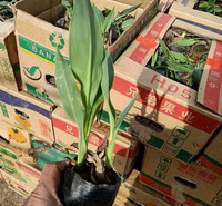 道路美化花卉   美人蕉小苗   品种优良,观赏价值高