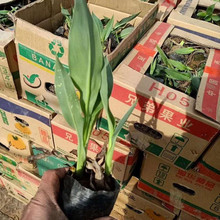 道路美化花卉   美人蕉小苗   品种优良,观赏价值高