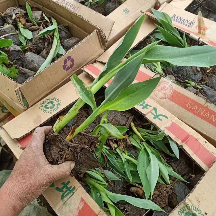 道路美化花卉   大花美人蕉供应   品种优良,观赏价值高