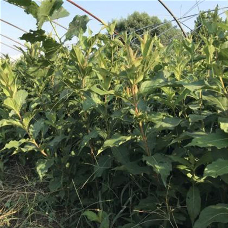 绿化苗木红王子锦带   红王子锦带批发   灿如锦带
