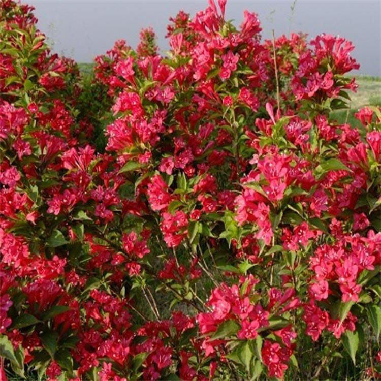 广场公园绿植红王子锦带花   丛生红王子锦带   枝条均匀