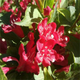 庭院绿化锦带花   红王子锦带幼苗   叶色独特
