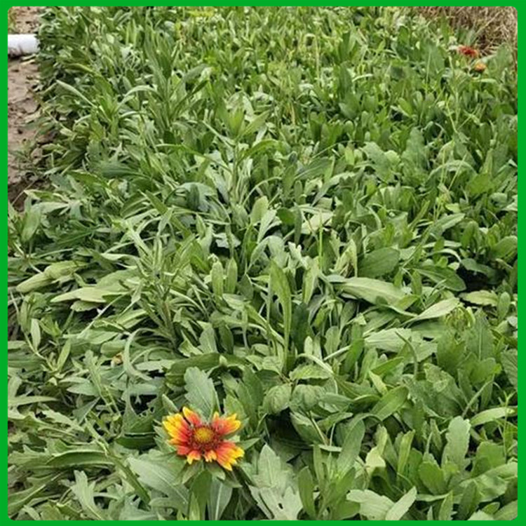 青州宿根草花  天人菊培育基地  常作花坛、花径材料