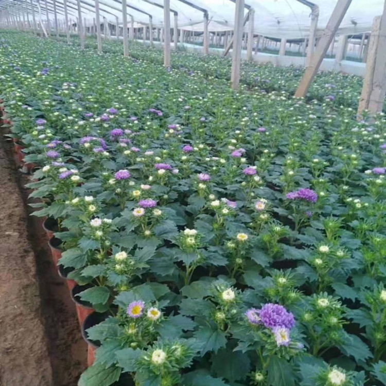 麦田  翠菊苗一二年宿根花卉  市政绿化翠菊