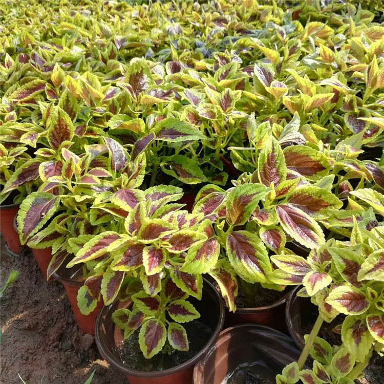 绿化工程用苗地被绿化彩叶草  地被绿化彩叶草种植基地  花多数密集排列