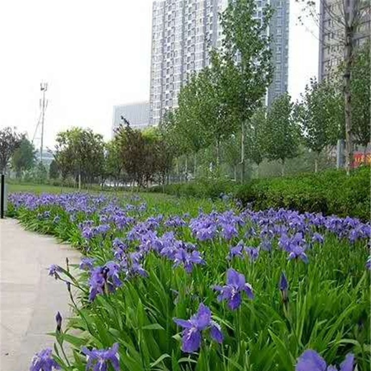 欣彤 批发水生鸢尾   水生鸢尾小苗   耐寒能力好， 易成活