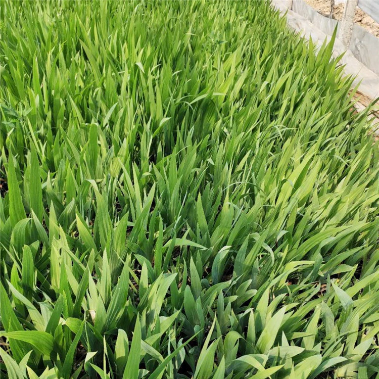 坡地林缘绿化点缀   黄花水生鸢尾   喜阳光充足，气候凉爽