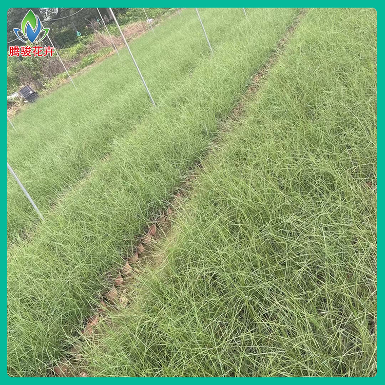 工程用粉黛乱子草 价格从优 山东观赏草 毛芒乱子草批发商