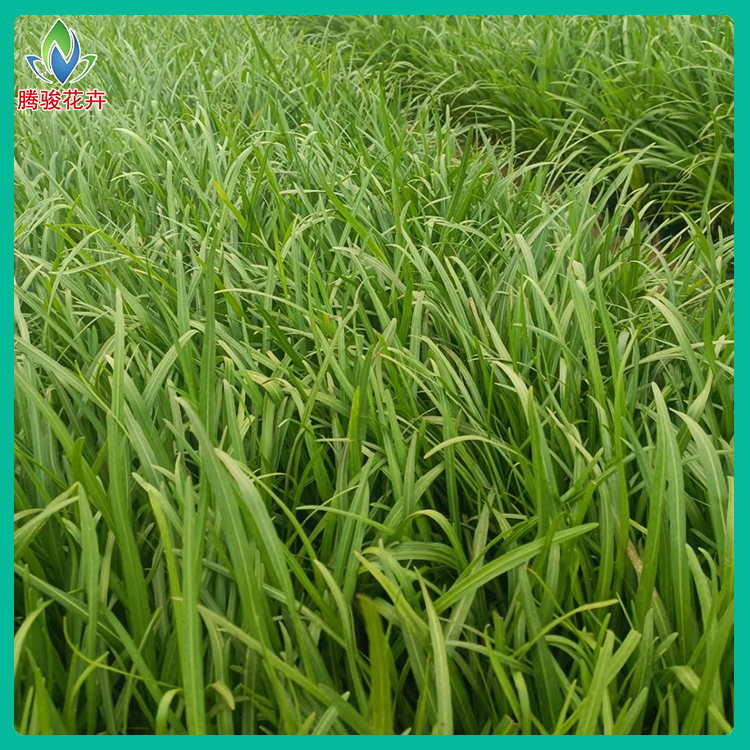 山东蛇鞭菊小苗批发 蛇鞭菊基地 蛇鞭菊价格