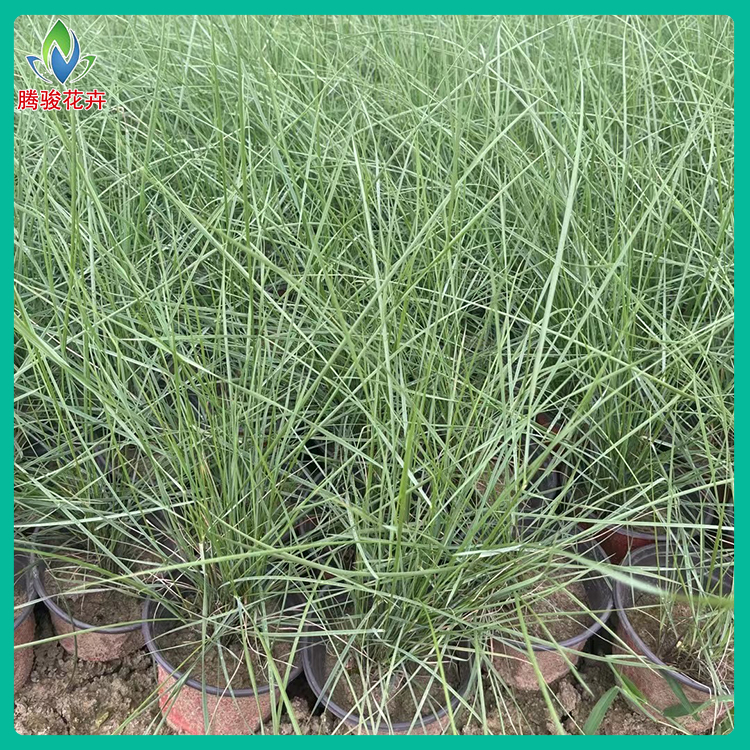 毛芒乱子草 价格从优 山东观赏草 毛芒乱子草供货商