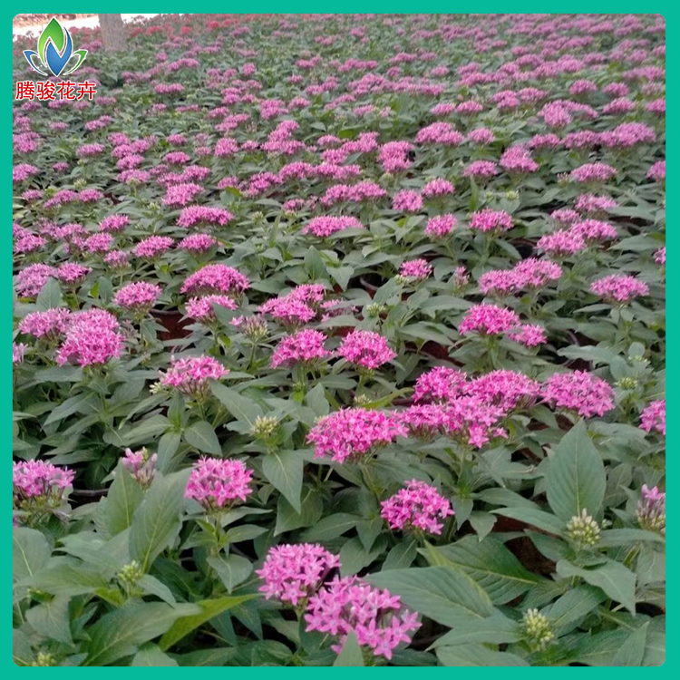 山东宿根草花 绿化用繁星花 五星花批发商 价格从优