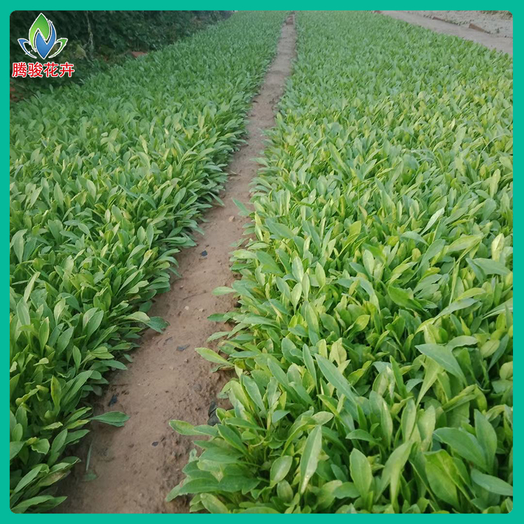 金钱菊 报价合理 青州草花 金鸡菊基地