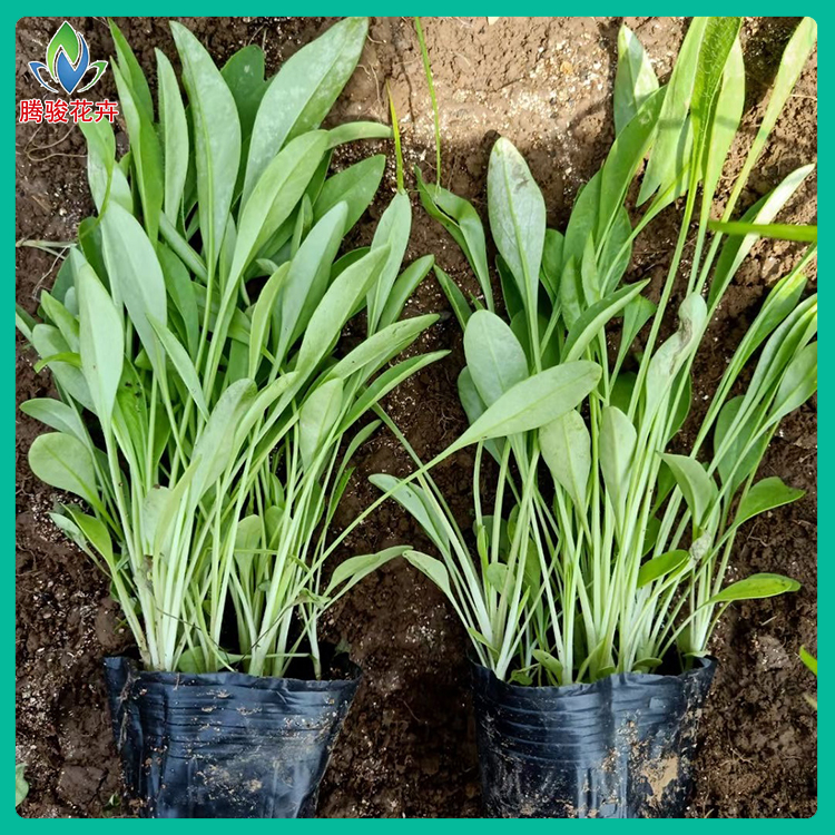 孔雀菊 适应性强 青州草花 金鸡菊基地