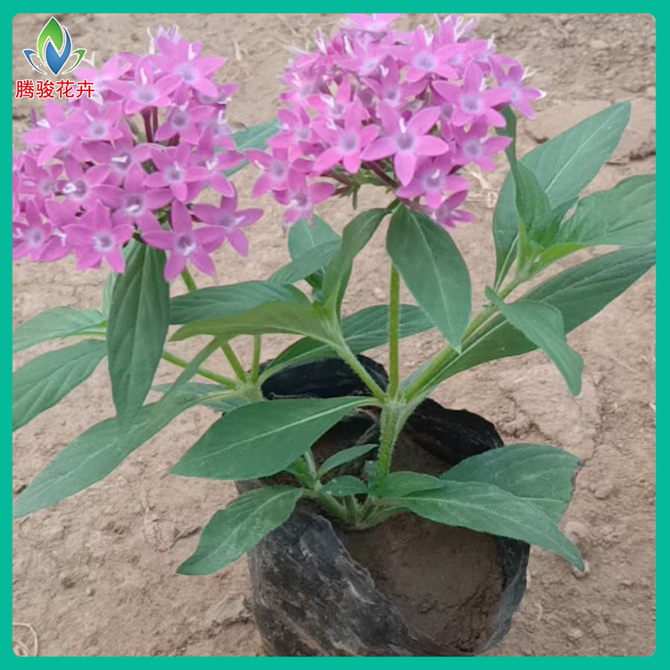 青州观赏花卉 双色盆五星花 五星花批发 价格从优