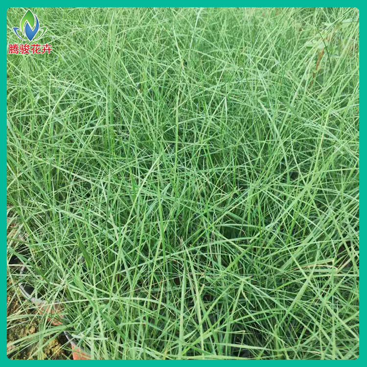 粉黛乱子草 腾骏花卉 山东观赏草 毛芒乱子草行情