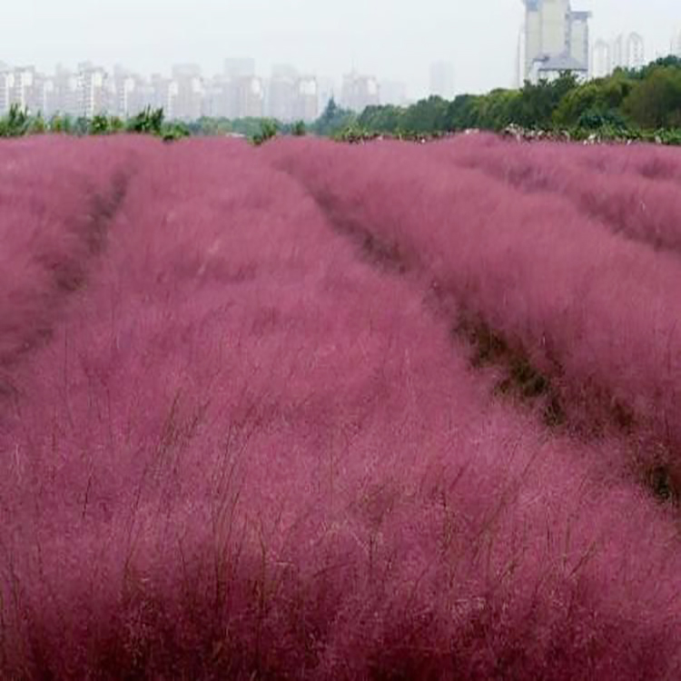 青州粉黛乱子草  量大从优文豪花卉