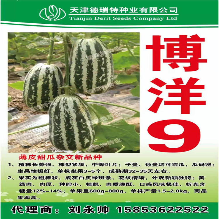 潍坊常年出售博洋8甜瓜种苗    博洋8甜瓜种苗欢迎咨询