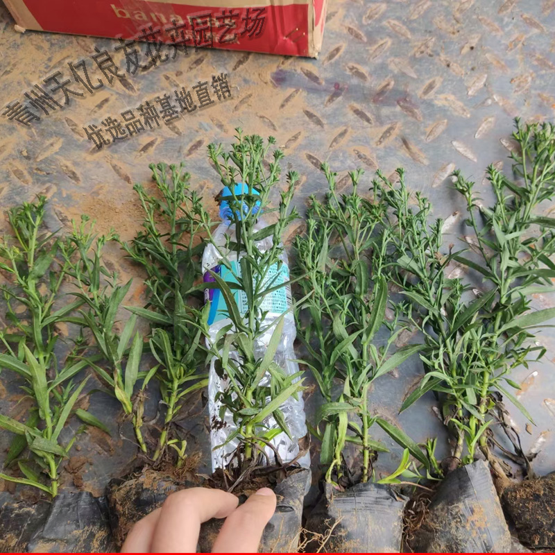 荷兰菊 荷兰菊价格 荷兰菊穴盘苗
