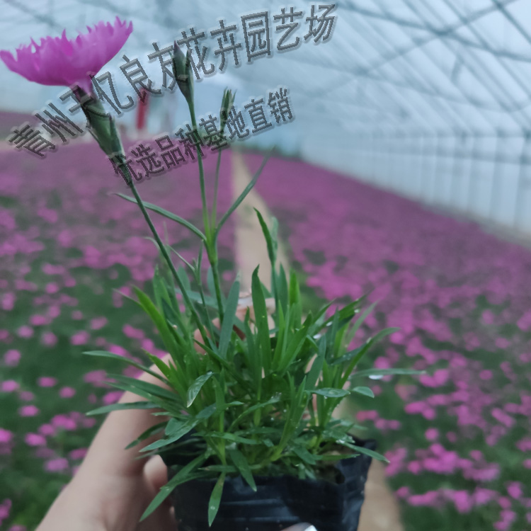 苗圃直供欧石竹 宿根欧石竹种植基地 公园花坛欧石竹批发