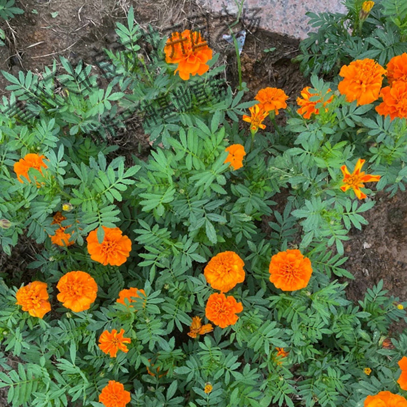 节庆组摆观赏万寿菊 批发景观花卉万寿菊 万寿菊行情