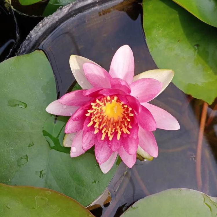 荷花 （莲花  水芙蓉）花期6至9月  湖泊绿化荷花苗