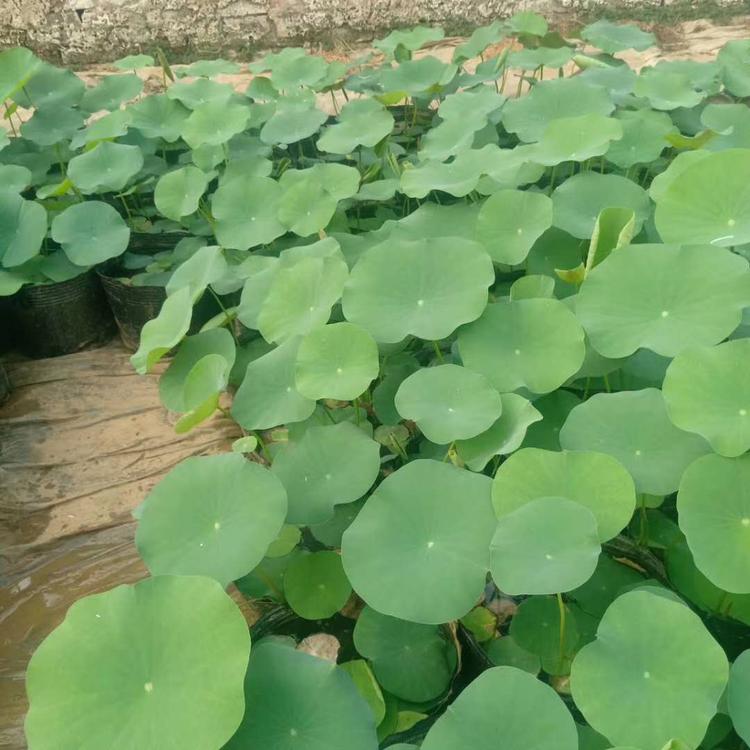 荷花 池塘美化用小苗  花大叶丽 清香远溢 