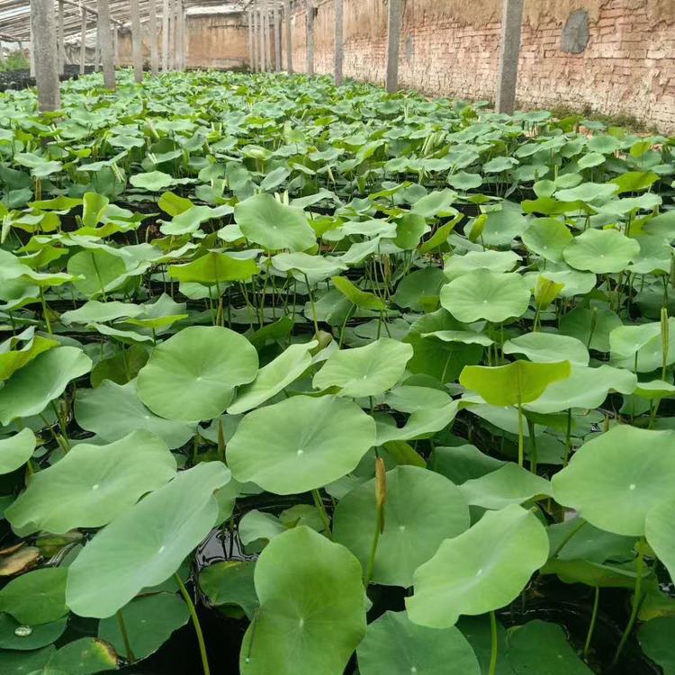 水生植物基地 山东挺水植物价格 荷花批发