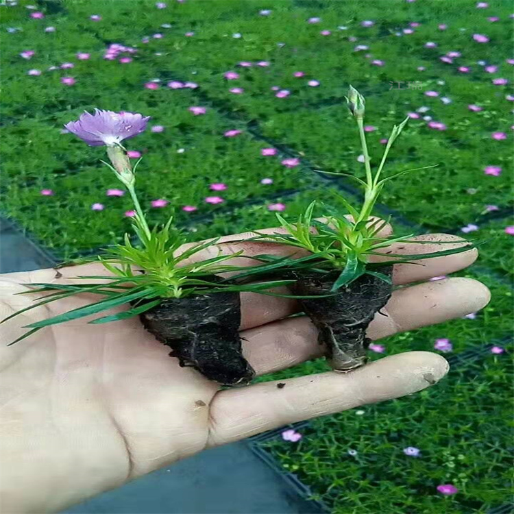 山东欧石竹开花草坪 开花爆盆欧石竹 双色盆欧石竹 质优价廉