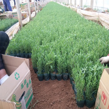 薰衣草 青州薰衣草营养杯苗 薰衣草花海 欢迎询价