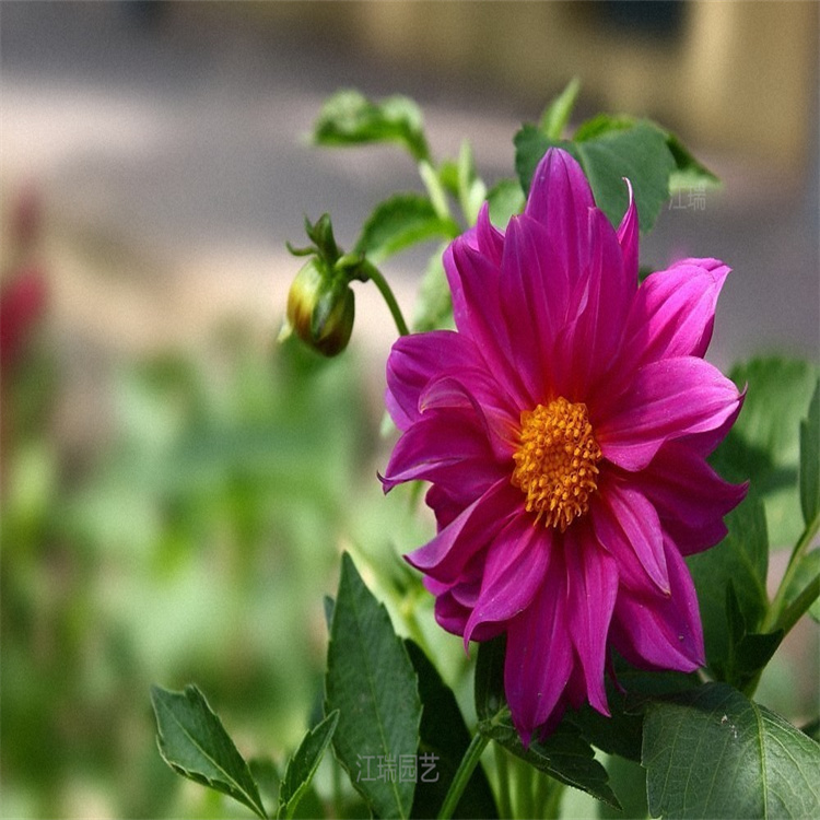 杭州小丽花组摆花卉 小丽花花箱配色花卉 花期长 江瑞