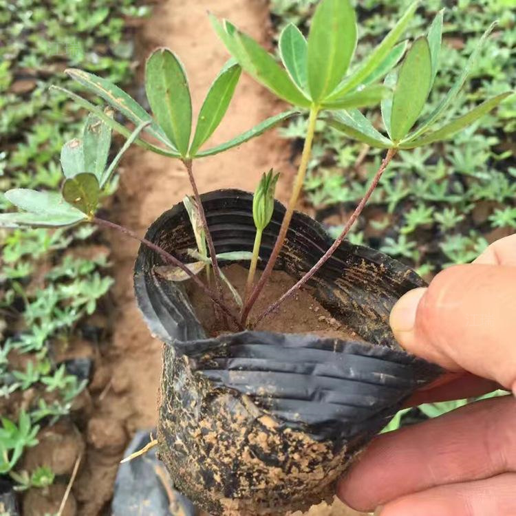 羽扇豆产地价格 羽扇豆花海 羽扇豆耐旱 耐寒 成活高