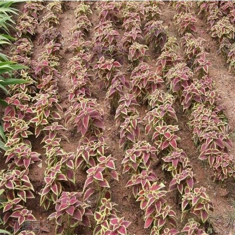 彩叶草花箱种植花卉 彩叶草花境配色花卉 杭州彩叶草广场摆放花卉