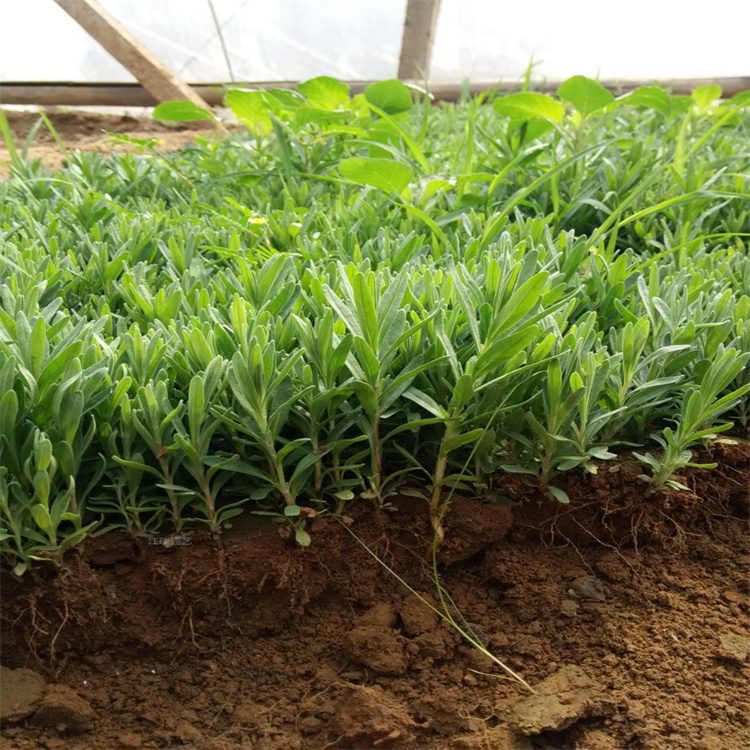 杭州薰衣草产地报价 薰衣草可做花海景观植物 欢迎询价