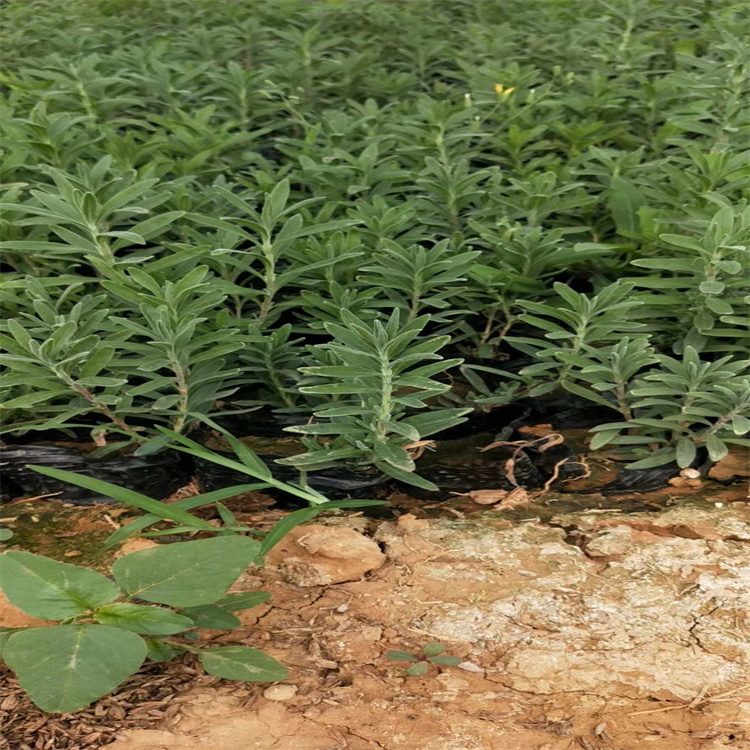 山东苗圃薰衣草种植基地 花境配色薰衣草杯苗 移植易成活