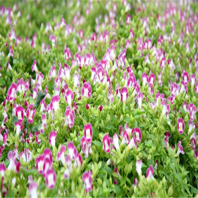 杭州夏瑾花坛布景植物 夏瑾广场摆放花卉 花期长 易成活